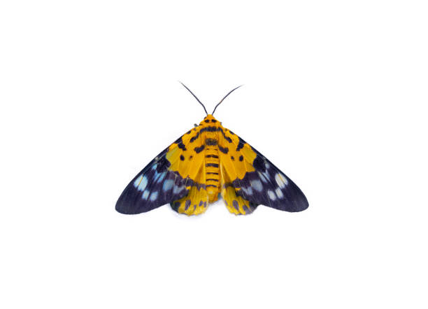istock yellow tiger butterfly isolated on white top view 1351873380