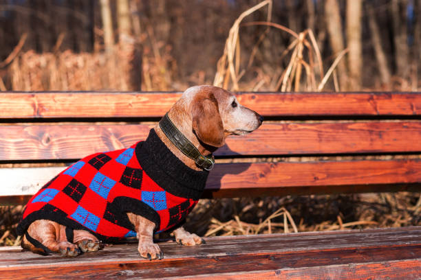 istock Elderly Dachshund Sitting on Park Bench 1351874196