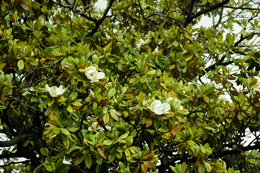 Blooming magnolia in the Parc de la Ciutadella