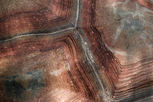 Close-up of a tortoise shell with high definition of it's texture , turtle shell texture detail. turtle's back background texture.