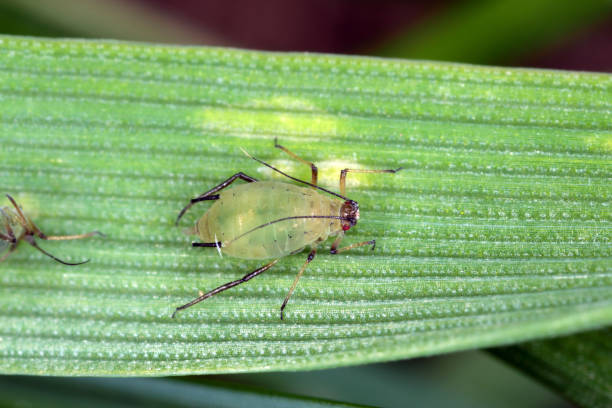 Aphids the cereal leaf. It is an aphid in the superfamily Aphidoidea in the order Hemiptera pest of cereals. Aphids the cereal leaf. It is an aphid in the superfamily Aphidoidea in the order Hemiptera pest of cereals. aphid stock pictures, royalty-free photos & images