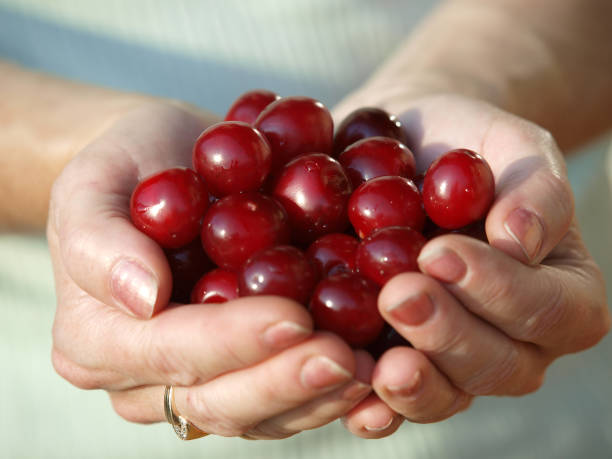 istock Heap of Fresh Cherry Fruits 1351877435