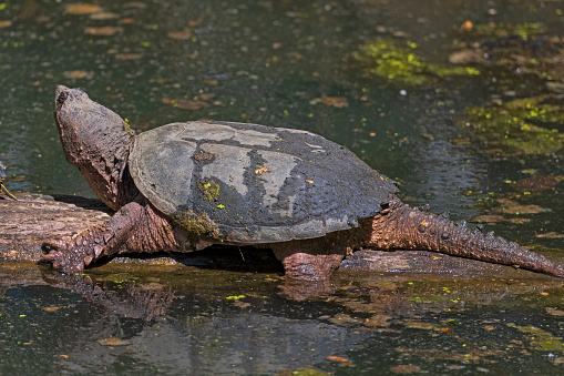 Snapping Turtle Enjoying the Spring Sun in Cuyahoga Valley National Park in Ohio