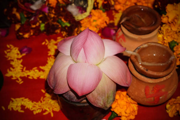 lotus flower for indian pooja image