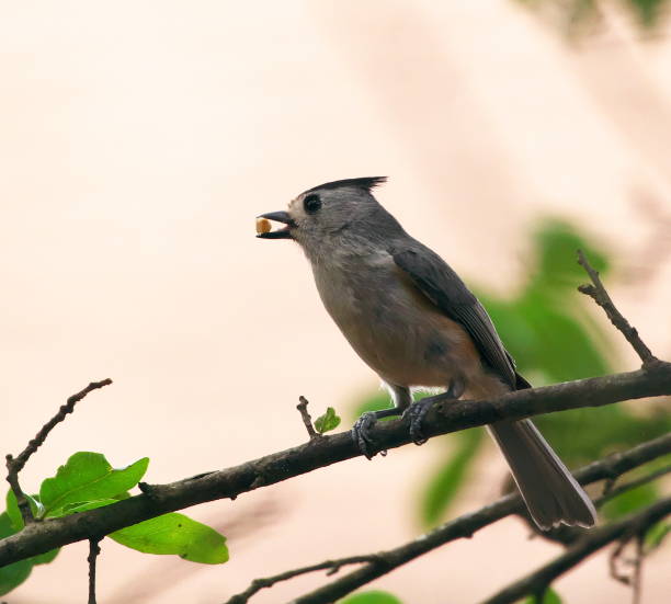 istock Wild Birds of Central Texas 1351878534