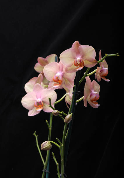 Pastel orchid flower stock photo