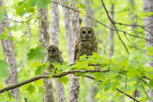 Two barred owls perched on a branch with a green background - mother and baby