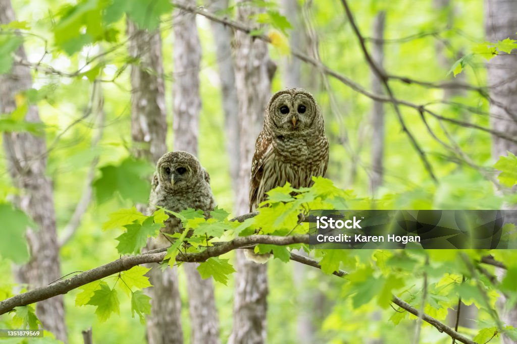 Barred owl and her young owlet in the woods Two barred owls perched on a branch with a green background - mother and baby Barred Owl Stock Photo