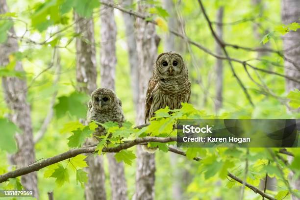 Barred Owl And Her Young Owlet In The Woods Stock Photo - Download Image Now - Barred Owl, Animal, Animal Body Part