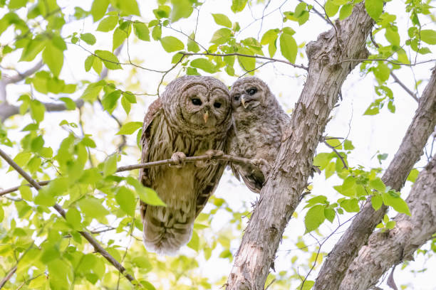 Barred owl and her young owlet in a tree