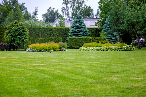 landscape design of a glade with green grass and copy space in the background hedge of evergreen thuja and leafy bushes and trees in the backyard garden.