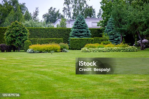 istock landscape design of a glade with green grass and copy space in the background hedge of evergreen thuja and leafy bushes and trees in the backyard garden. 1351879736