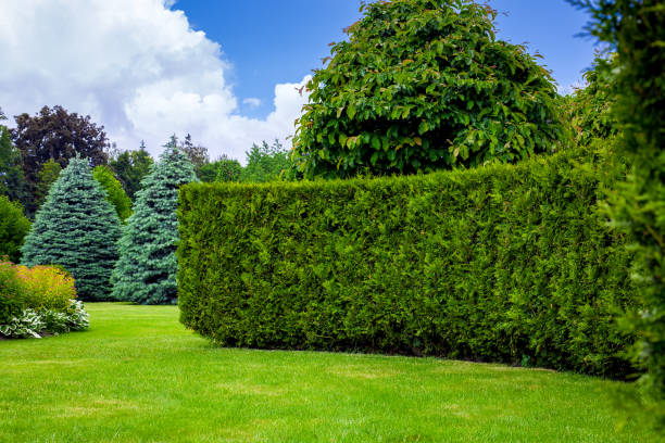 eine immergrüne thuja-hecke in einem park mit schöner landschaftsgestaltung zwischen den bäumen und einem gemähten rasen im hinterhof an einem sommertag, niemand. - hecke stock-fotos und bilder