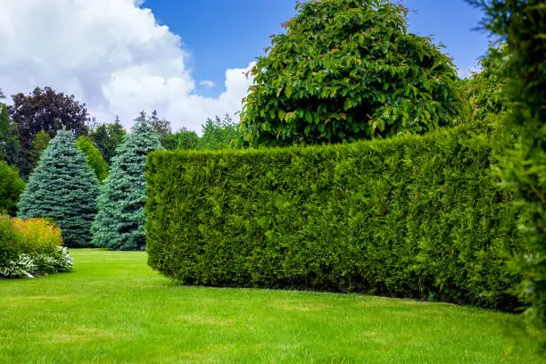An evergreen thuja hedge in a park with beautiful landscaping among the trees and a mowed lawn in the backyard on a summer day, nobody.
