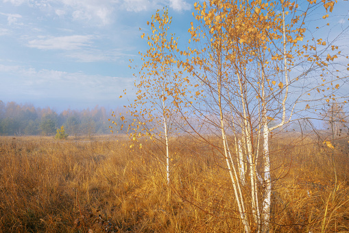 Aspen trees whose leaves have changed to the fall yellow color.