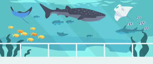 Vector illustration of Shark, Whale and Stingray with Fishes Swim in Sea Underwater Space with Seaweeds or Aquarium Bottom. Ocean Fauna Life