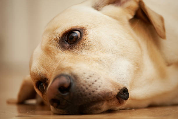 Dutious 20+ Duteous Stock Photos, Pictures & Royalty-Free Images - iStock