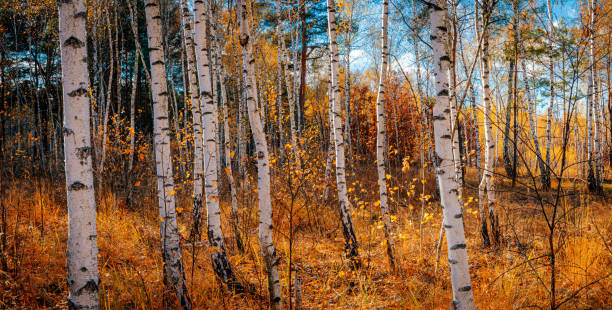 istock Autumn gorgeous forest background. Colorful scenery with birch trees. Wide-angle leaf fall backdrop. 1351881379