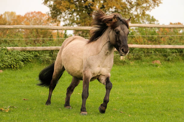 Cute gray shetland pony portrait smiling