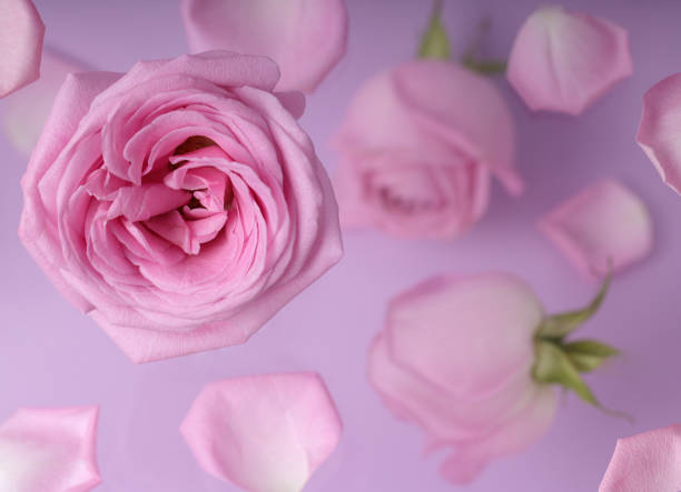 istock Roses pink buds and petals. Modern creative concept 1351881755