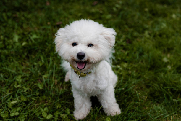 istock cute white fluffy bichon frize 1351883081