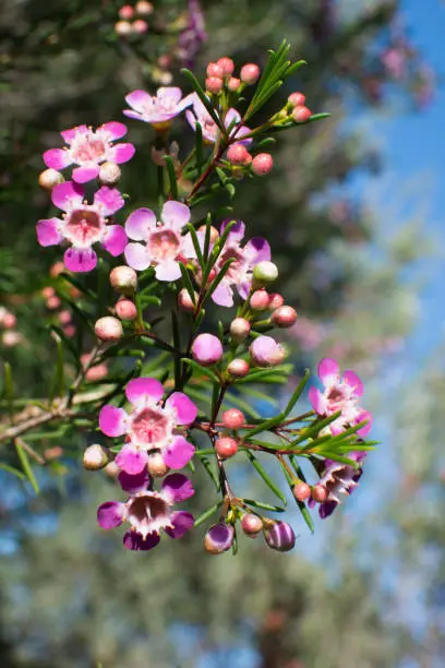 Australian native wax flower. Native floral bloom in natural surroundings, shallow focus.