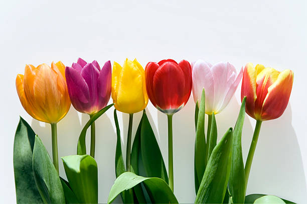 six colored tulips stock photo