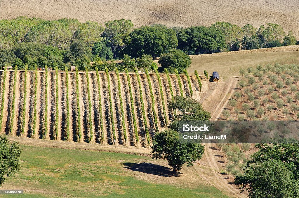 Tuscany vineyard Tuscany in Italy, vineyard Agricultural Field Stock Photo