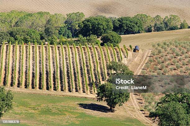 Tuscany Vineyard Stock Photo - Download Image Now - Agricultural Field, Chianti Region, Europe