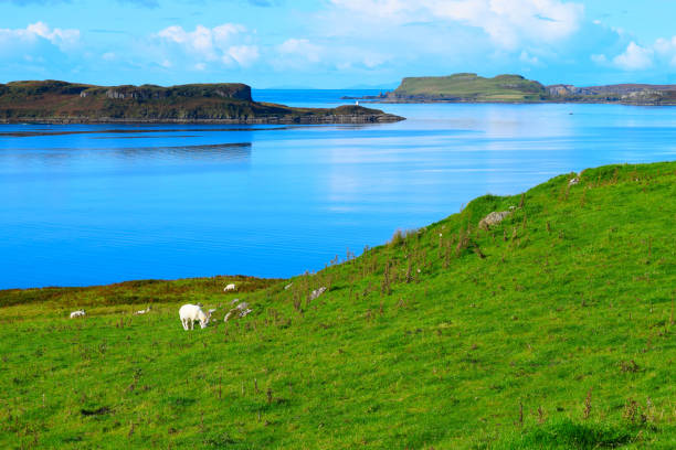 istock Sheep grazing in green meadow by a bay 1351884408