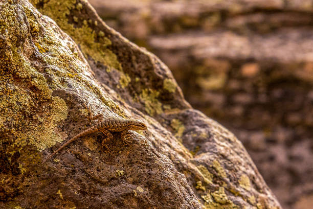 istock A small lizard posing on a rock in Zion National Park 1351884909