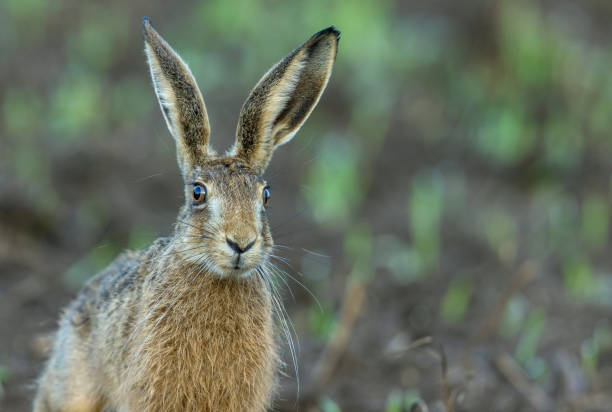 lepre europea - wild rabbit foto e immagini stock