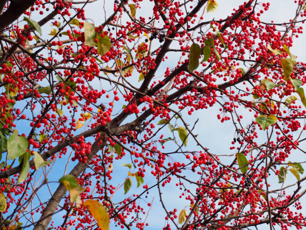 istock branches of a plant with red berries 1351887448
