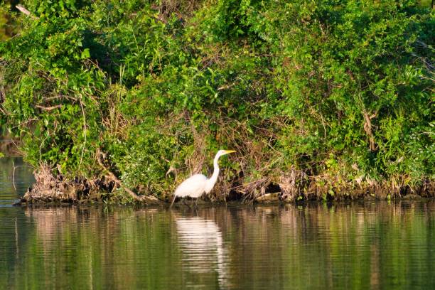 istock Wild Birds of Texas 1351888618