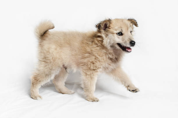 istock Puppy dog walking 1351889289