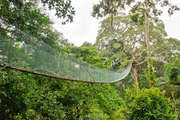 istock Amazon Basin Jungle, Suspended bridge between two big trees, Peru, South America 1351889635