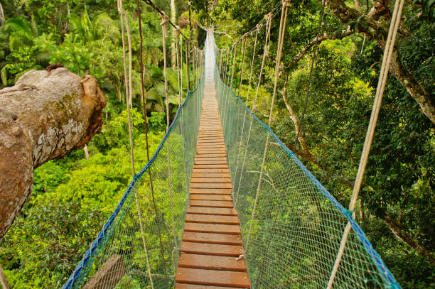 istock Amazon Basin Jungle, Suspended bridge between two big trees, Peru, South America 1351889748