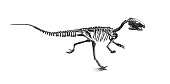 istock Dinosaur skeleton from the Jurassic period 1351890074