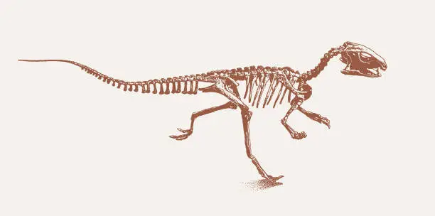 Vector illustration of Dinosaur skeleton from the Jurassic period