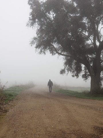Man walking down a deserted road by a tree on a foggy day. Rural landscape. Concept of solitude