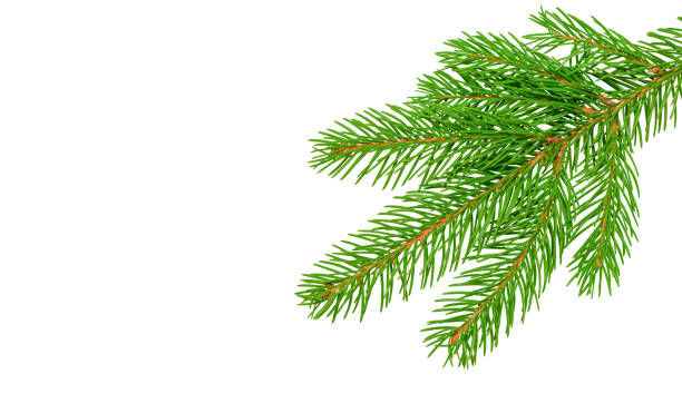 istock Christmas tree branch. Stock photo 1351891098