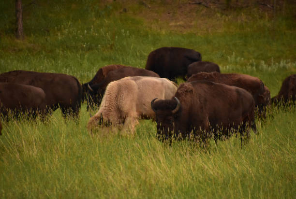 istock Sacred White Buffalo Grazing Amongst a Herd 1351895242