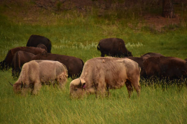 istock Sacred White Buffalo Grazing Amongst a Herd 1351895298