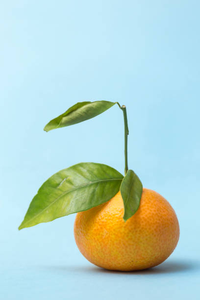 istock tangerine with stem placed on blue background 1351895394