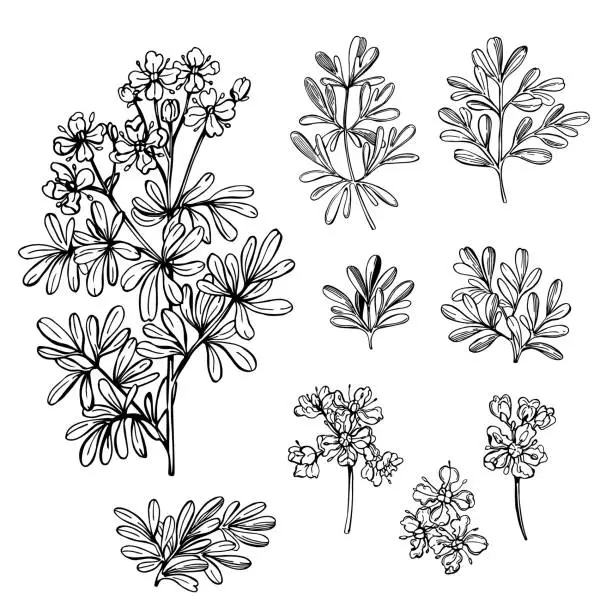 Vector illustration of Hand drawn spicy herbs.