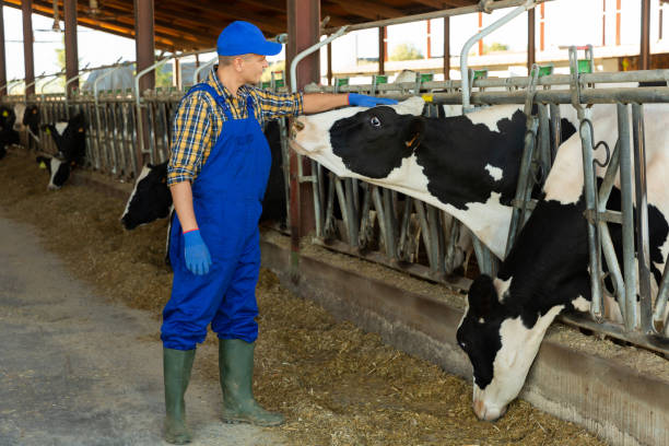 istock Farm worker caring for cows in stall at dairy farm 1351896720