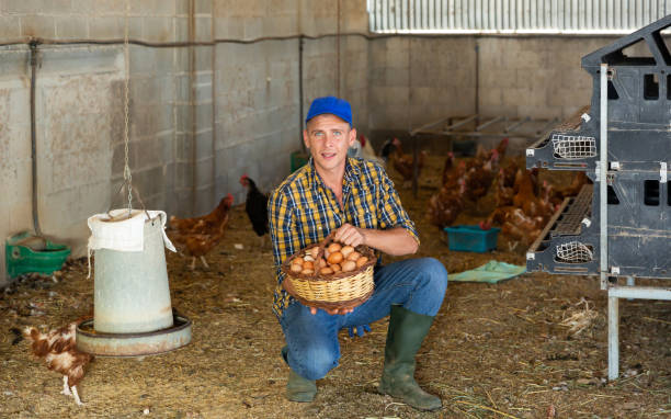 istock Farmer with basket of eggs in hen house 1351896754