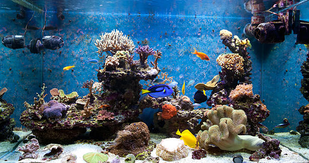 Stock photo showing a Smart tv screen with a screensaver image of a fresh, cold water glass fish aquarium with a shoal of orange, brown, red and white comet goldfish, pictured swimming in a tank decorated with pebbles and rocks, plastic pond weed plants and upturned terracotta flower pot.