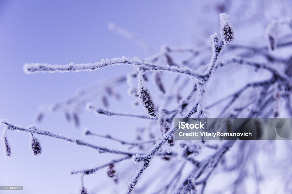 Sub Zero Frozen brich branch with catkins. Close up. November. Close-up Stock Photo