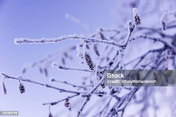 Sub Zero Stock Photo - Download Image Now - Close-up, Winter, Birch Tree